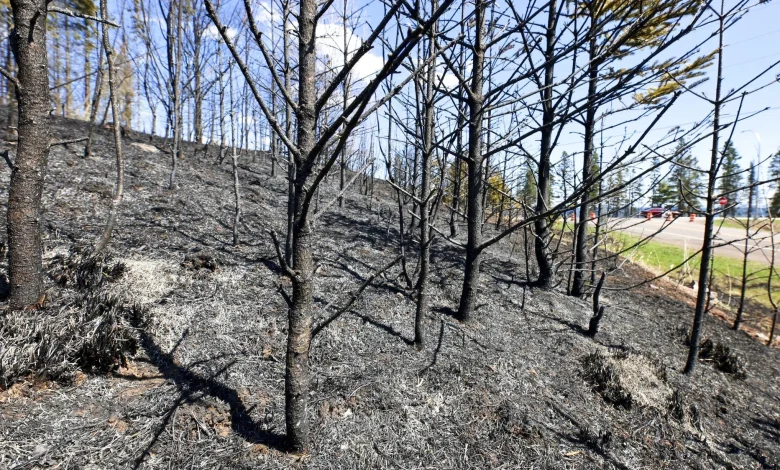 More than 30 buildings burned by Stewart Trail Fire near Two Harbors; Highway 61 still closed