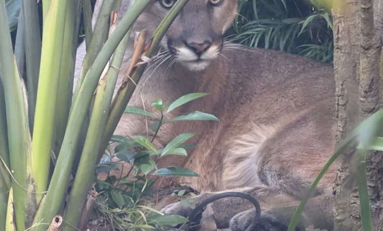 Mountain lion in backyard of home near 14th & Montana - Santa Monica Daily Press