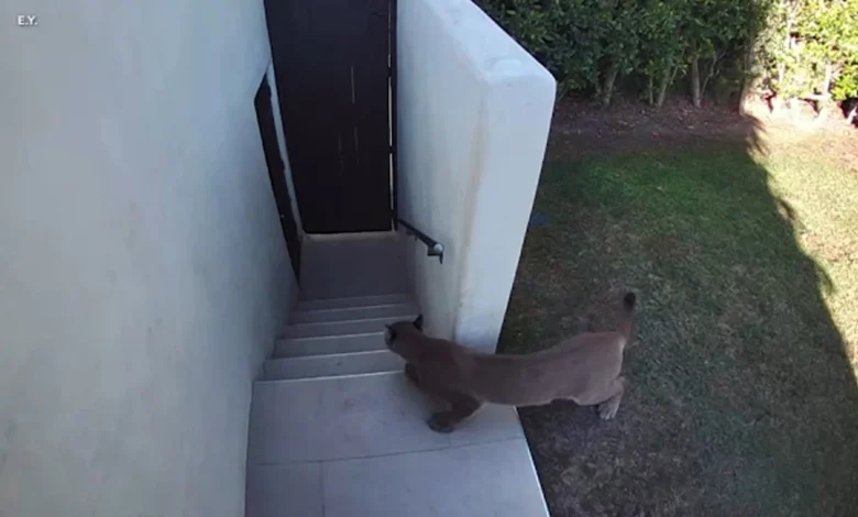 Mountain lion spotted in Santa Monica leads to street closures; residents told to remain indoors