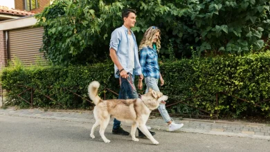 Multa de R$ 14 mil será aplicada a quem não levar o cão para passear neste país