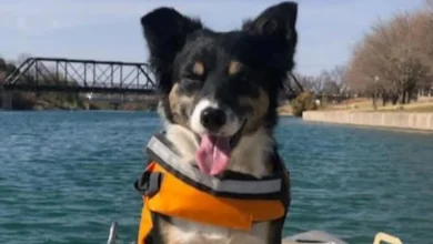 New Mexico dognapping case morphs into a murder plot and exposes an infamous secret