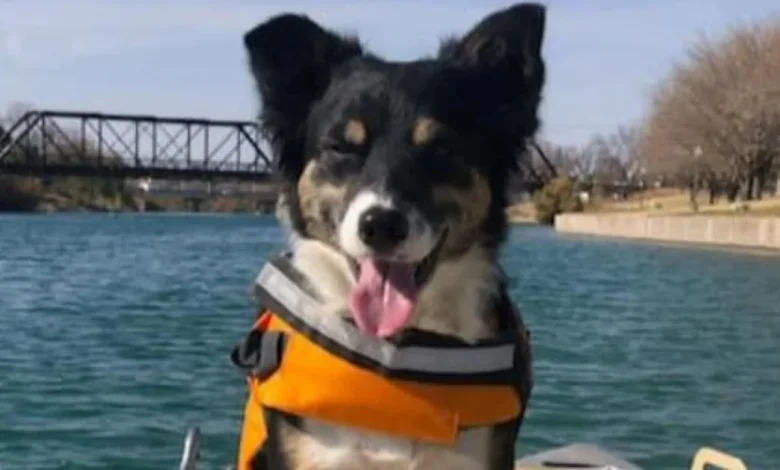 New Mexico dognapping case morphs into a murder plot and exposes an infamous secret