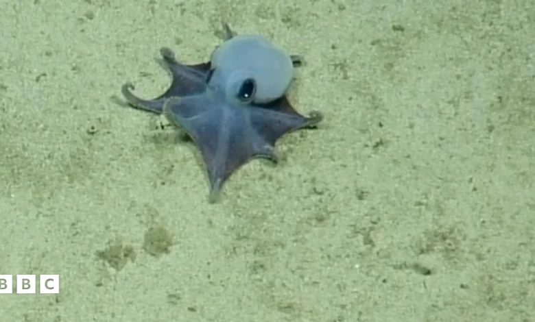 New teeny tiny octopus discovered off the Galápagos Islands