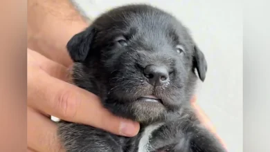 Nobody Expected This Tiny Black Puppy To Grow Into A Color-Changing Giant
