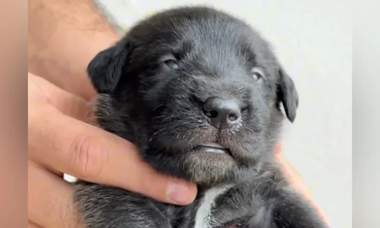 Nobody Expected This Tiny Black Puppy To Grow Into A Color-Changing Giant