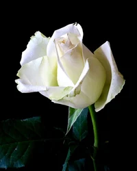 Obituary for H'Bloanh R. Nay