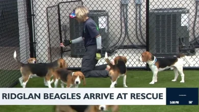 Omaha woman adopts first beagle from Ridglan Farms rescue