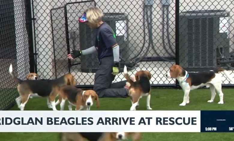 Omaha woman adopts first beagle from Ridglan Farms rescue