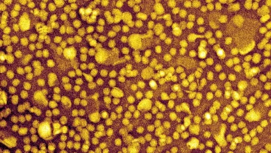 One-and-Done Heart Disease Prevention? Scientists Show It May Be Possible.