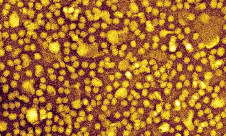 One-and-Done Heart Disease Prevention? Scientists Show It May Be Possible.