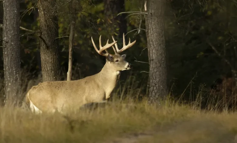'One buck rule' approved in Michigan's Lower Peninsula for 2027