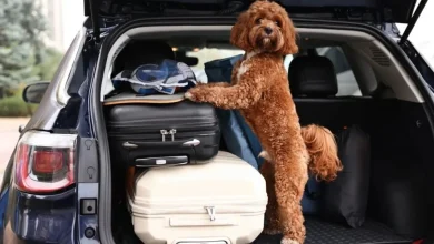 Pet passport rules clarified for GB travellers to EU