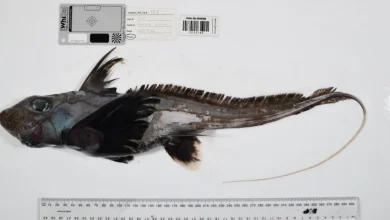 Photos: Strange new sea creatures discovered on Ocean Census expeditions