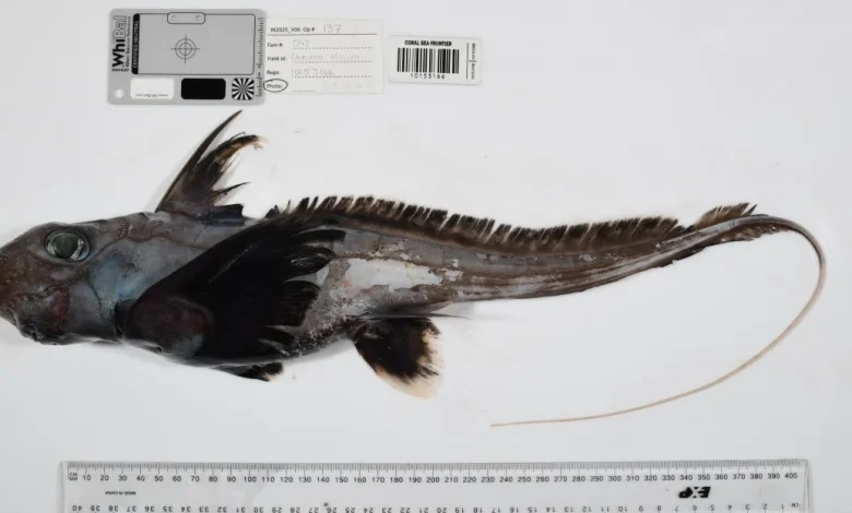 Photos: Strange new sea creatures discovered on Ocean Census expeditions