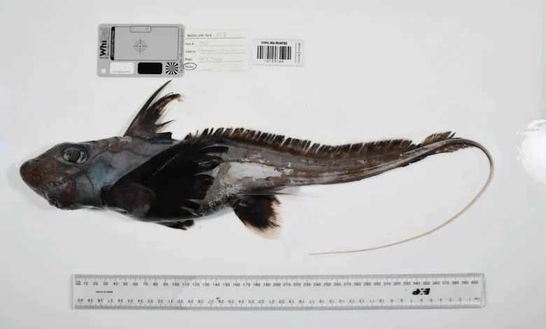Photos reveal strange sea creatures that scientists have never seen before