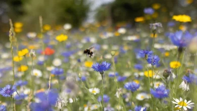Pollen Count: How it’s measured and what it means for seasonal allergies