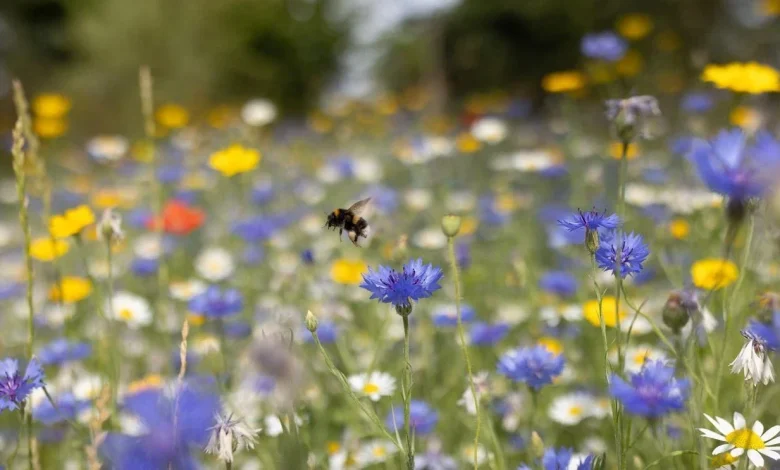 Pollen Count: How it’s measured and what it means for seasonal allergies