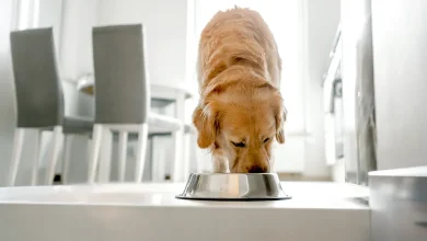 Popular pet food brand halts production after FDA warns of possible dangerous contamination
