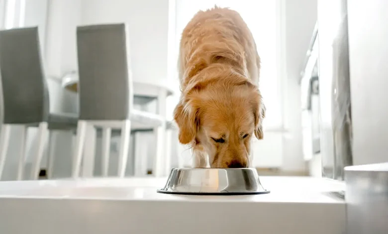 Popular pet food brand halts production after FDA warns of possible dangerous contamination