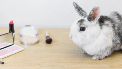 Reglamentan prohibición total de pruebas en animales con cosméticos
