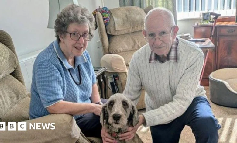 Rescued poodle-cross Gracie gets her happy ever after in Norfolk