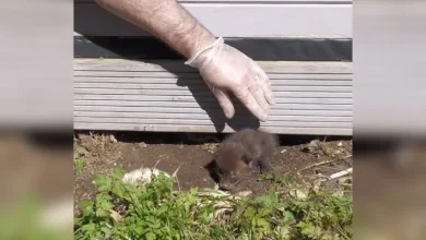 Rescuers Pull Two Tiny Babies From Under Shed — Then Discover What’s Hidden Beneath Them