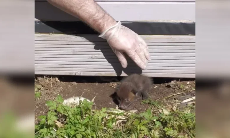 Rescuers Pull Two Tiny Babies From Under Shed — Then Discover What’s Hidden Beneath Them