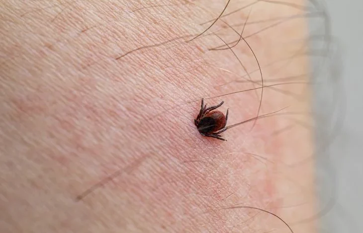 Residents reminded to guard against ticks