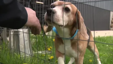Ridglan Farms beagles: Dogs released Friday the first of hundreds