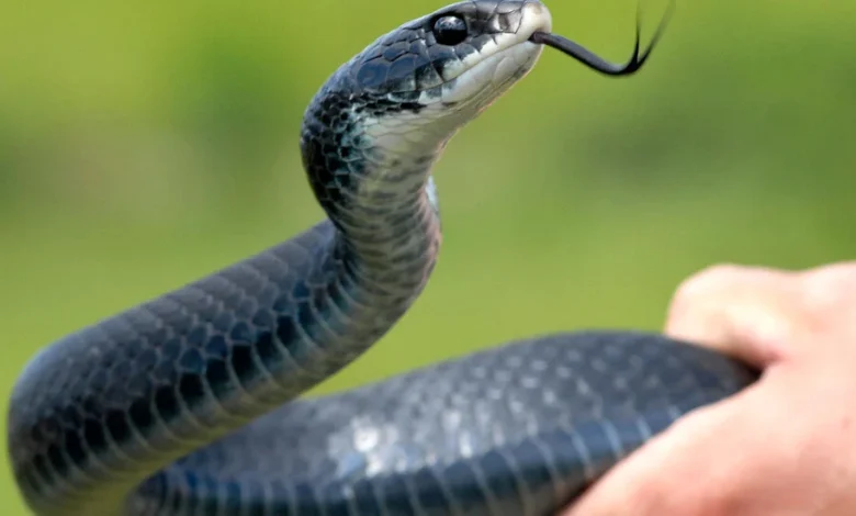 Robert F. Kennedy Jr. Keeps Picking Up Snakes. Is He Doing It Right?