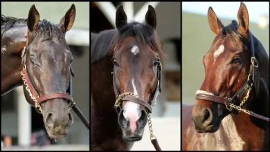 SLIDESHOW: Meet the 2026 Preakness Stakes Horses