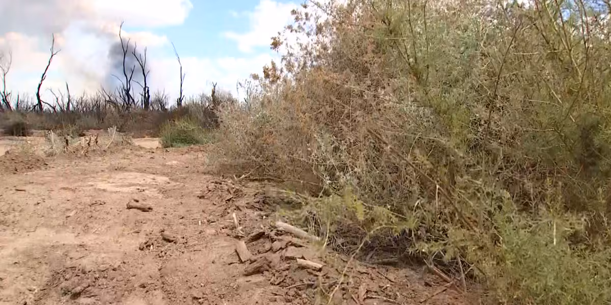 Salt cedar trees create challenges for crews battling Hazen Fire near Buckeye