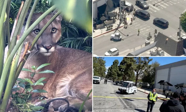 Santa Monica mountain lion tranquilized and removed from residential area