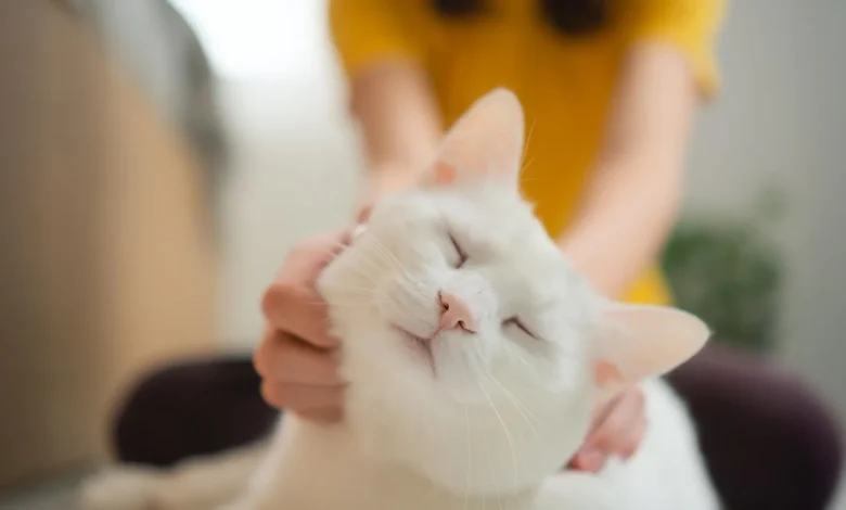 Scientists say house cats could help unlock new cancer treatments for humans
