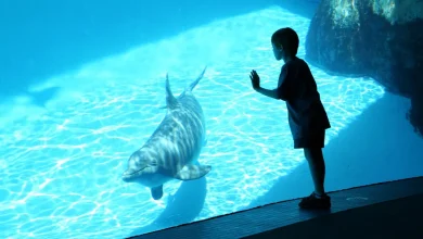 SeaWorld Promo Code & Discount Tickets: The Best Ways to Save in May 2026
