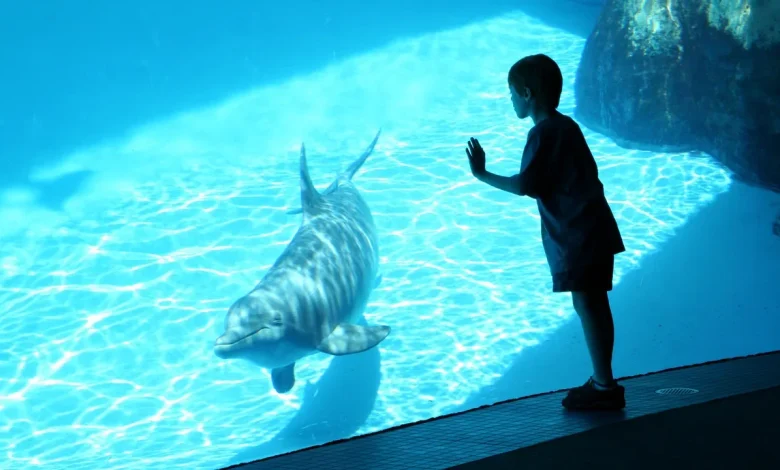 SeaWorld Promo Code & Discount Tickets: The Best Ways to Save in May 2026