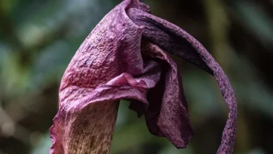 Stinky konjac bloom draws attention at Toledo Zoo greenhouse