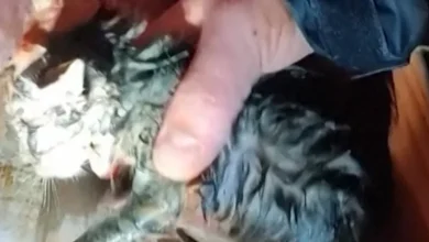 Storm chaser saves kitten from tornado rubble