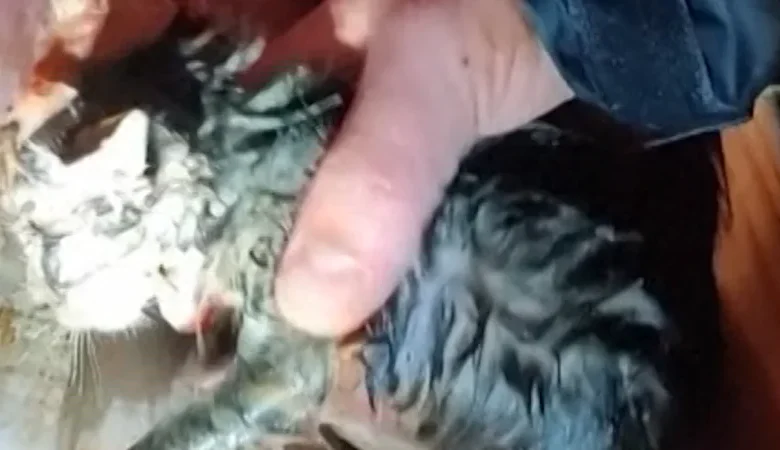 Storm chaser saves kitten from tornado rubble
