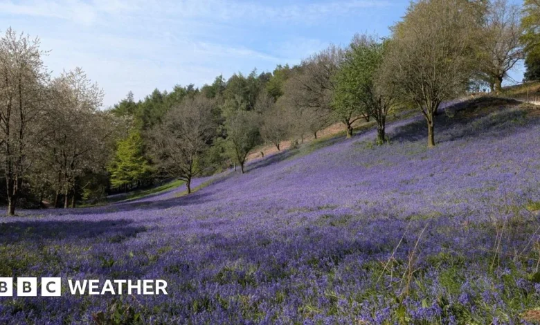 Temperatures to fall this week after the bank holiday