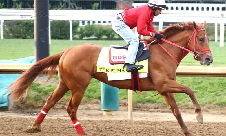 The Puma Scratched From Kentucky Derby With Leg Swelling