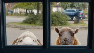 'The Sheep Detectives' Made Me Baaaawl My Eyes Out
