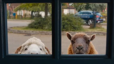 The Sheep Detectives is probably the best movie about sheep detectives ever made