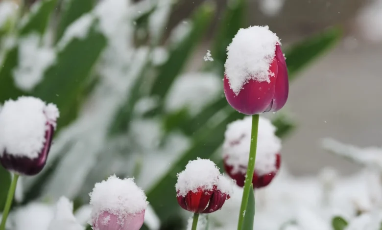 These cities waited for snow all winter. Now several inches will fall in May.