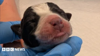 Three puppies dead after 11 abandoned in park