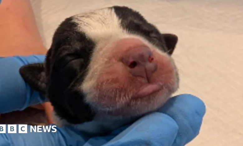 Three puppies dead after 11 abandoned in park