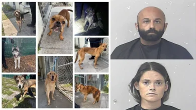 Tip leads police to 8 starving, dehydrated dogs and 2 arrests in Port St. Lucie