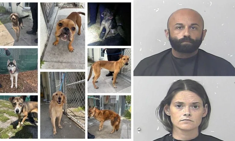 Tip leads police to 8 starving, dehydrated dogs and 2 arrests in Port St. Lucie