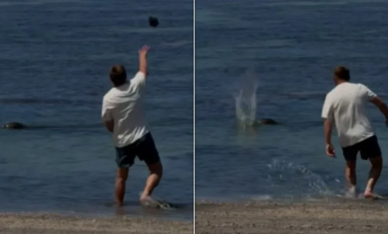 Tourist Who Allegedly Hurled Rock At Seal Faces Charges
