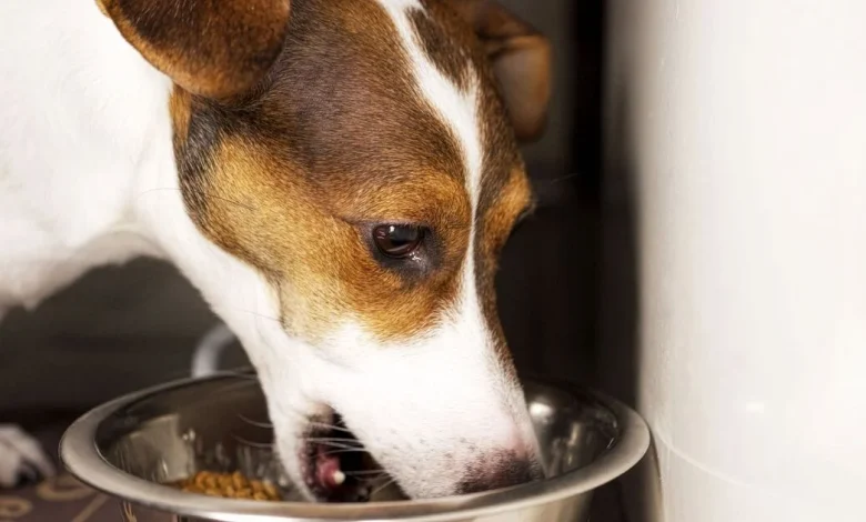 Urgent dog food recall as warning issued over plastic contamination